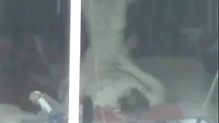 উদ্যমী শ্যামাঙ্গিনী  ...